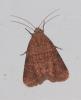 Bryophila sp.